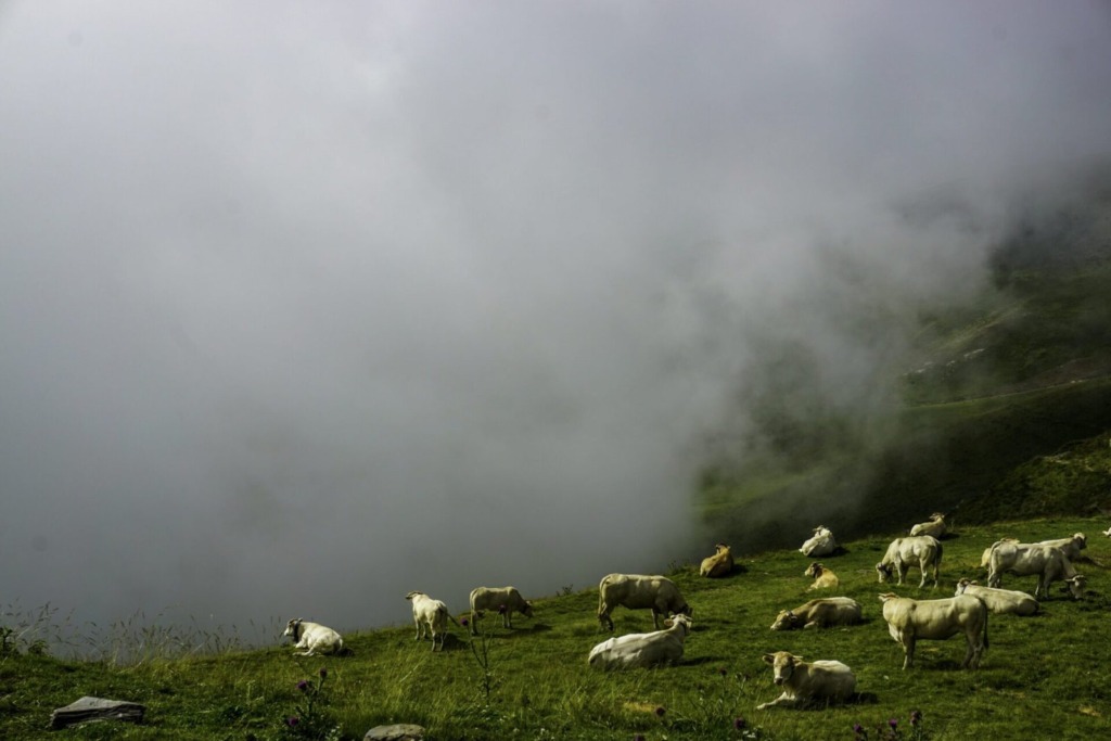 Col de Riou vaches dans les nuages