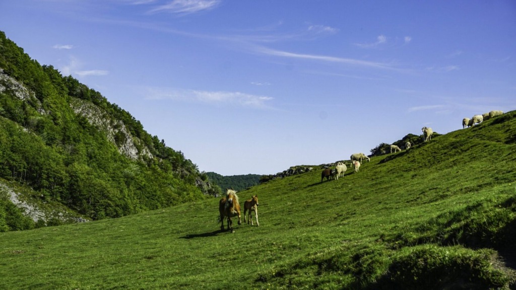 Chevaux en liberté dans les Pyrénées