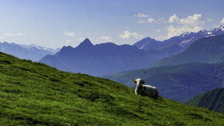 Mouton en estive Pyrénéene