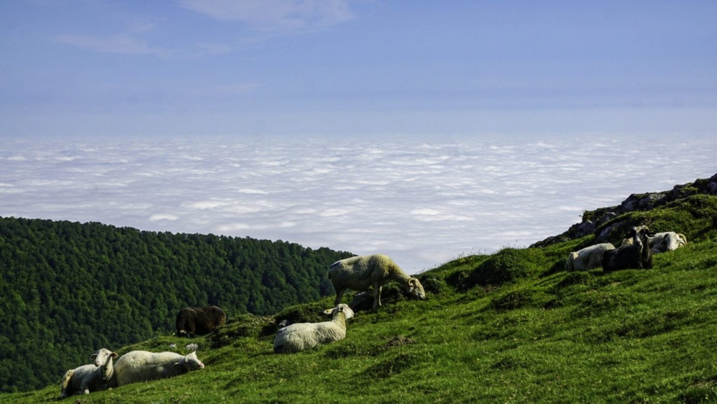 Moutons et mer de nuage