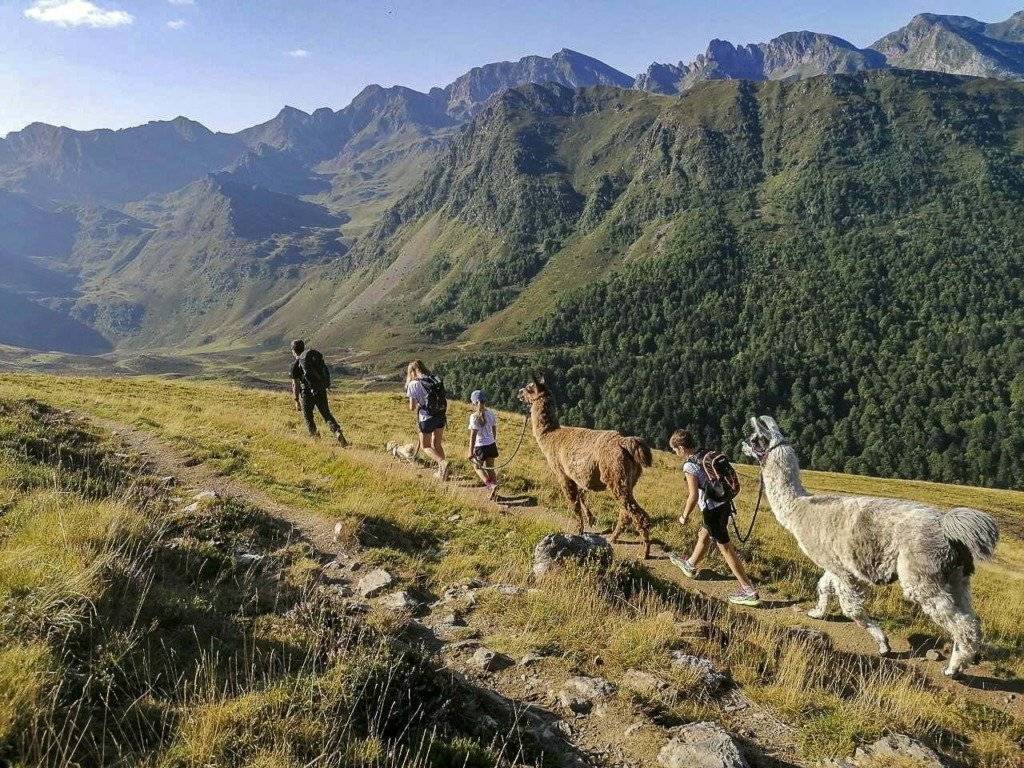 Activités lama Pyrénées